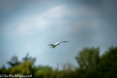 Little Egret in Flight Back View