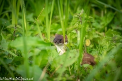 Stoat in Undergrowth Head View