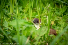 Stoat in Undergrowth Head View