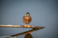 Female Mallard on Branch in Water Front View