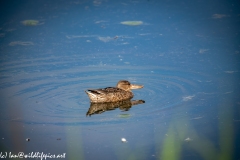 Female Shoveler on Water Side View