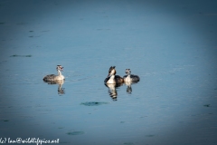 Great Crested Grebe and Grebe Chicks on Water Front View