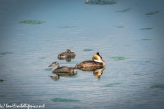 Great Crested Grebe and Grebe Chicks on Water Side View