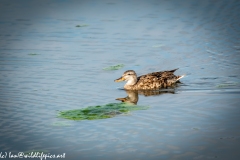 Female Gadwall on Water Side View