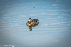 Female Gadwall on Water Front View