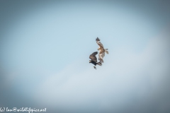 Female Marsh Harrier & Juvenile Practicing Catching in Flight