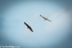 Female Marsh Harrier & Juvenile Practicing Catching in Flight