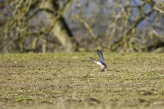 Mistle Thrush in Flight