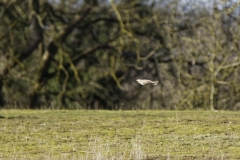 Mistle Thrush in Flight