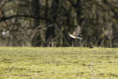 Mistle Thrush in Flight