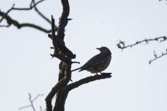 Mistle Thrush