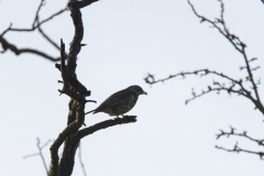 Mistle Thrush