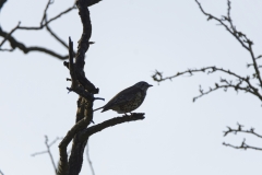 Mistle Thrush