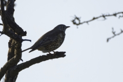 Mistle Thrush