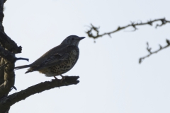 Mistle Thrush