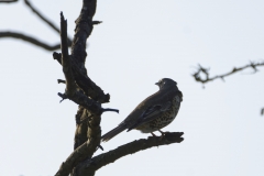 Mistle Thrush