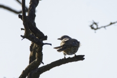 Mistle Thrush