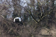 Little Egret in Flight