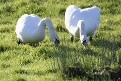 Swans