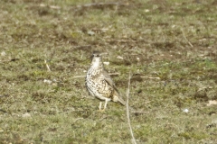 Mistle Thrush