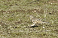 Mistle Thrush