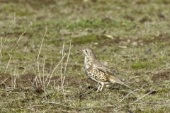 Mistle Thrush