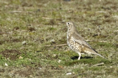 Mistle Thrush