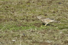 Mistle Thrush