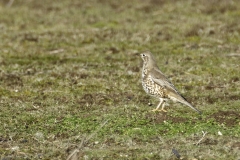 Mistle Thrush