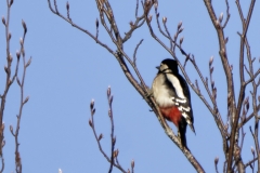 Great Spotted Woodpecker