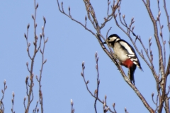 Great Spotted Woodpecker