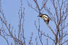 Great Spotted Woodpecker