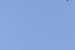 Great Spotted Woodpecker in Flight