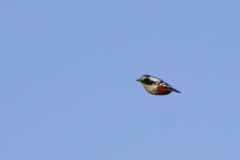 Great Spotted Woodpecker in Flight