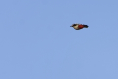 Great Spotted Woodpecker in Flight