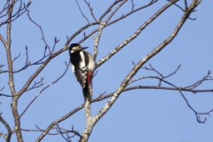 Great Spotted Woodpecker