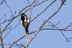 Great Spotted Woodpecker