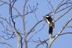 Great Spotted Woodpecker