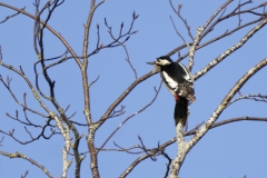 Great Spotted Woodpecker