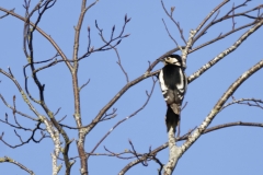 Great Spotted Woodpecker