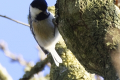 Blue Tit