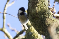 Blue Tit