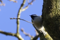 Blue Tit