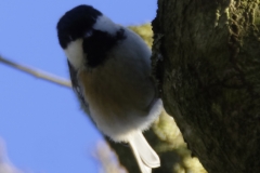 Blue Tit