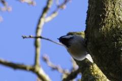 Blue Tit