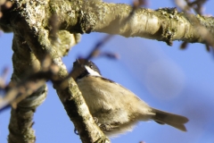 Blue Tit