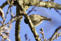 Blue Tit