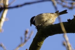 Blue Tit