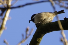 Blue Tit