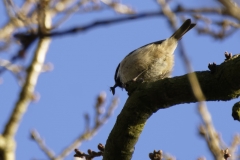 Blue Tit